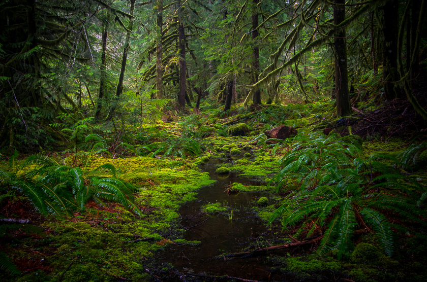 mt-hood-green-forest-bed